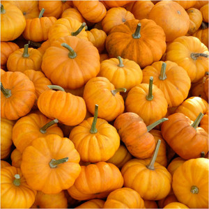 WILLVINE Hybrid Jack Be Little Pumpkin (Cucurbita Pepo)-625 Seeds