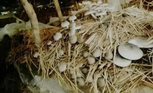 Aro Mushroom Seed