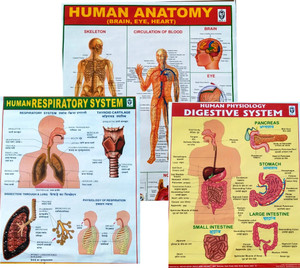 "Ultimate Human Body Educational Chart Set: Detailed Views of the Digestive System, Anatomy, and Respiratory System" Photographic Paper