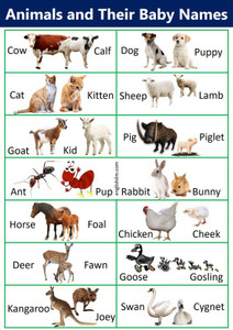 animal chart 1721 Multicolour, Matte Vinyl Stickers Printed, 12 x