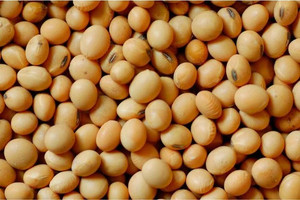 FRENUTRI Organic Soya Bean (Whole)