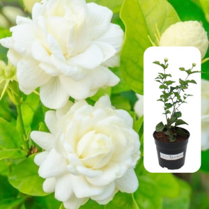 indian gardens Jasmine Plant