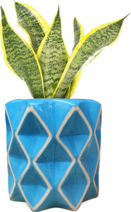 Gupta Homes Decorative Ceramic Planter Pot with Diamond Pattern, Blue Plant Container Set