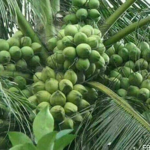 Balajis Retailers Coconut Plant