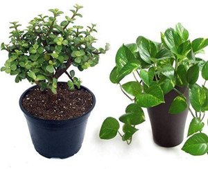 Barnaby Money Plant