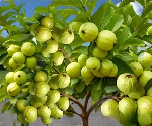 PLANTORIA Guava Plant