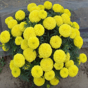 Roy Plant RB Marigold Plant