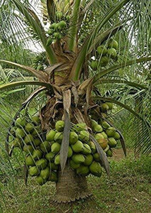 SANJU Coconut Plant