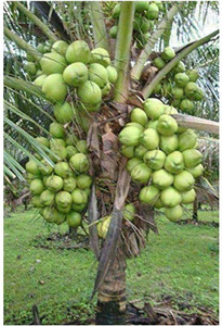 AloGardening Coconut Plant
