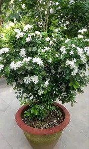 SHINUEVERGREEN Madhu Kamini Plant