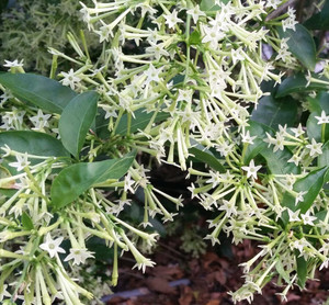 greenhousestore Night Bloom Jasmine Plant