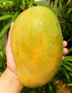 Globalplants Mango Plant