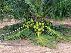 फ्यूरीहब नारियल का पौधा पौधा