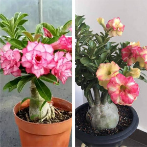 AloGardening Adenium Plant