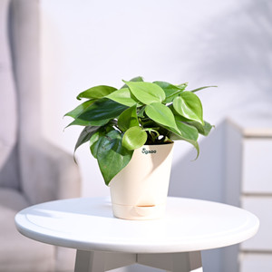UGAOO Green Philodendron Oxycardium Plant