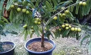 Cloud Farm Amla Plant