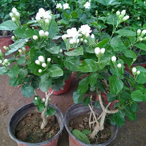 Elanthalir Jasmine Plant