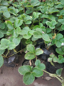 greenhousestore Strawberry Plant