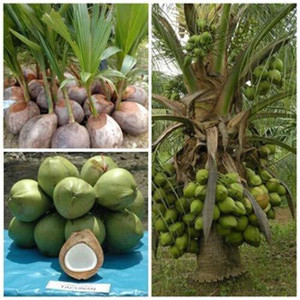 MHIMI Coconut Plant