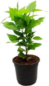 pankaj nursery Parijat/Harsingar Plant