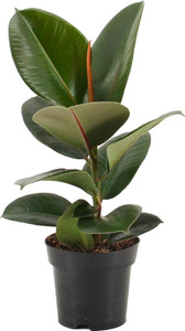 InGreen Rubber Tree