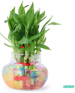 PetalPath Two Layer Bamboo Plant