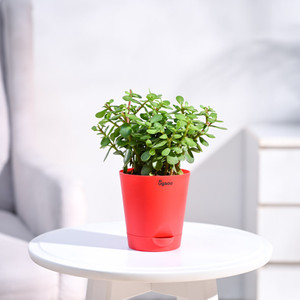 UGAOO Jade Plant