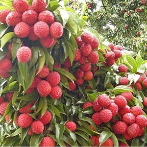 LaughEarth Litchi Plant