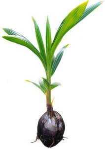 AloGardening Coconut Plant