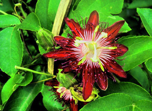 Earth Angels Passion Plant