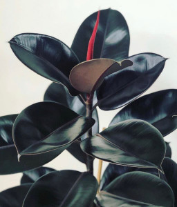 Cloud Farm Rubber Tree