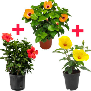 sspykrts Hibiscus Plant