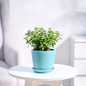UGAOO Jade Plant