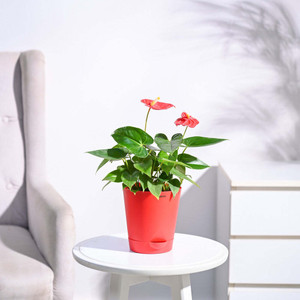 UGAOO Red Anthurium Plant