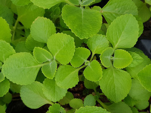 ASPEN Karpooravalli | Omavalli | Panikoorka Plant Seed Price in India - Buy  ASPEN Karpooravalli | Omavalli | Panikoorka Plant Seed online at  Flipkart.com
