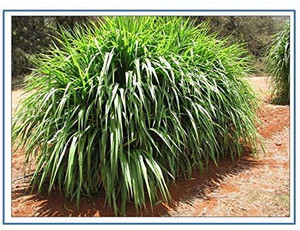 रानी गैलरिया सुपर नेपियर ग्रास, हाइब्रिड ग्रास, ऑस्ट्रेलियन रेड नेपियर ग्रास, एलीफैंट ग्रास बीज