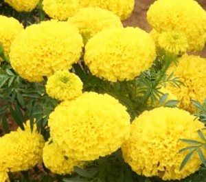 Nodoc Genda phool (marigold) Seed Price in India - Buy Nodoc Genda