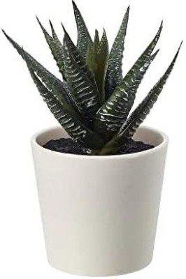 ALOE VERA Potted plant, Aloe, 12 cm - IKEA