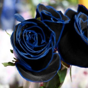 Vibex ® Vlr-276 Midnight Blue Rose Black And Blue Petals Seed Price In  India - Buy Vibex ® Vlr-276 Midnight Blue Rose Black And Blue Petals Seed  Online At Flipkart.Com