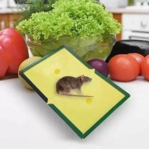Intruder Speed & Catchy Mouse Glue Trap Pad - Non Toxic, No Smell  (Eco-Small, Pack of 4) Snap Trap Price in India - Buy Intruder Speed &  Catchy Mouse Glue Trap Pad 
