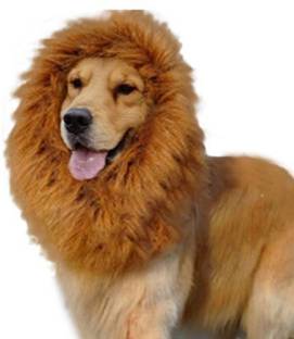 Futaba Costume for Dog