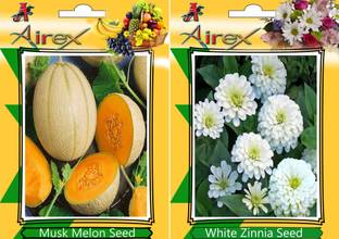 Airex Musk Melon, White Zinnia Seed