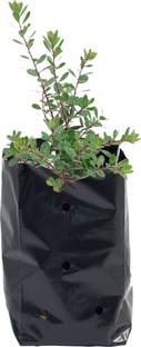SENECIO™ Herb Seed