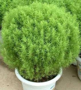 ROSEMERC grass Seed
