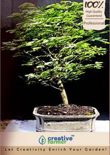 Creative Farmer West Indian Mahogany Bonsai Tree Seeds Seed Price In India Buy Creative Farmer West Indian Mahogany Bonsai Tree Seeds Seed Online At Flipkart Com