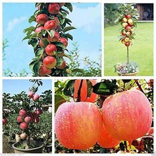 M-Tech Gardens Apple Seed