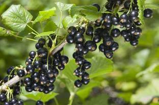 NATIONAL GARDENS Black Currant Fruit Seed