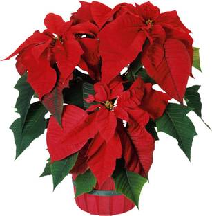 Futaba Poinsettia Seed