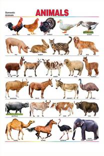 Poster | Domestic Animals Name Chart | Educational Poster | Colorful | Learning Chart-100yellow Paper Print