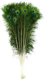 Peacock Pack of 5 Decorative Feathers